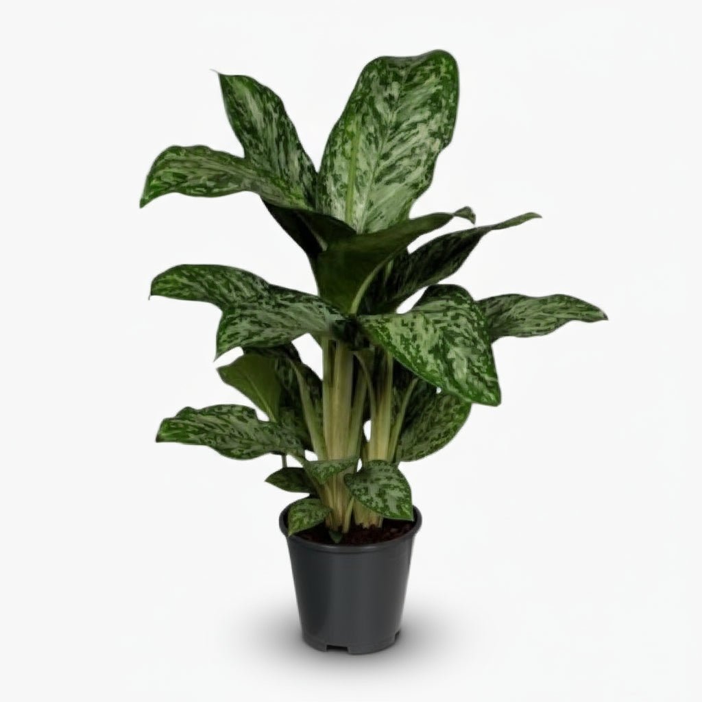 Aglaonema Greenlight — Ø17 cm — H60 cm - Verdeia