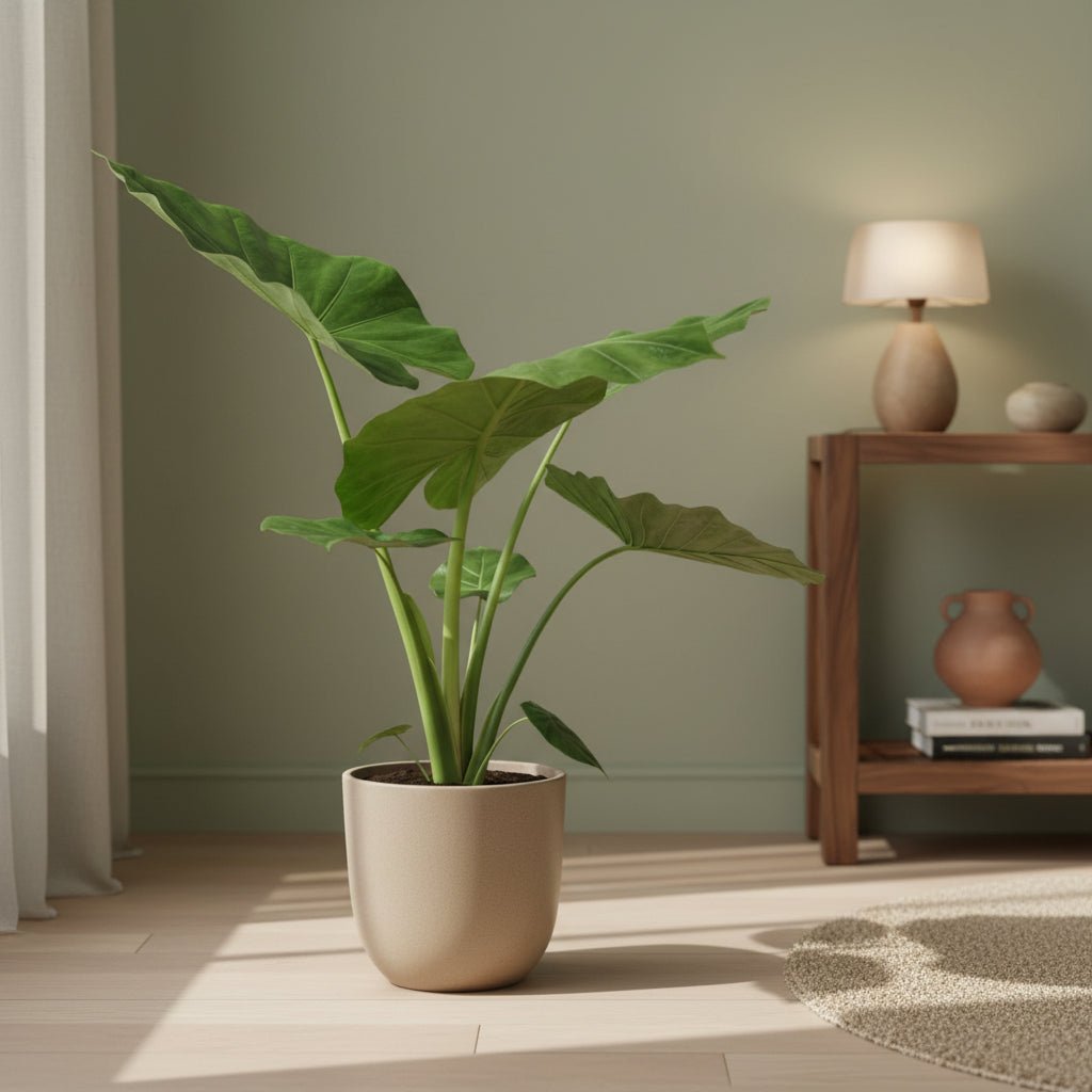 Alocasia Macrorrhiza – Ø19 cm – H70 cm - Verdeia