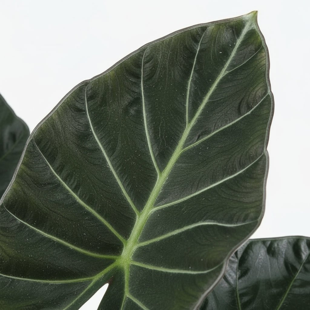 Alocasia ‘Regal Shield’ — Ø21 cm — H90 cm - Verdeia