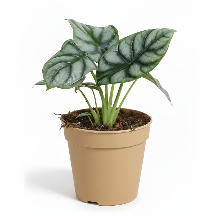 Alocasia Silver Dragon - 12 x 25 cm - Verdeia