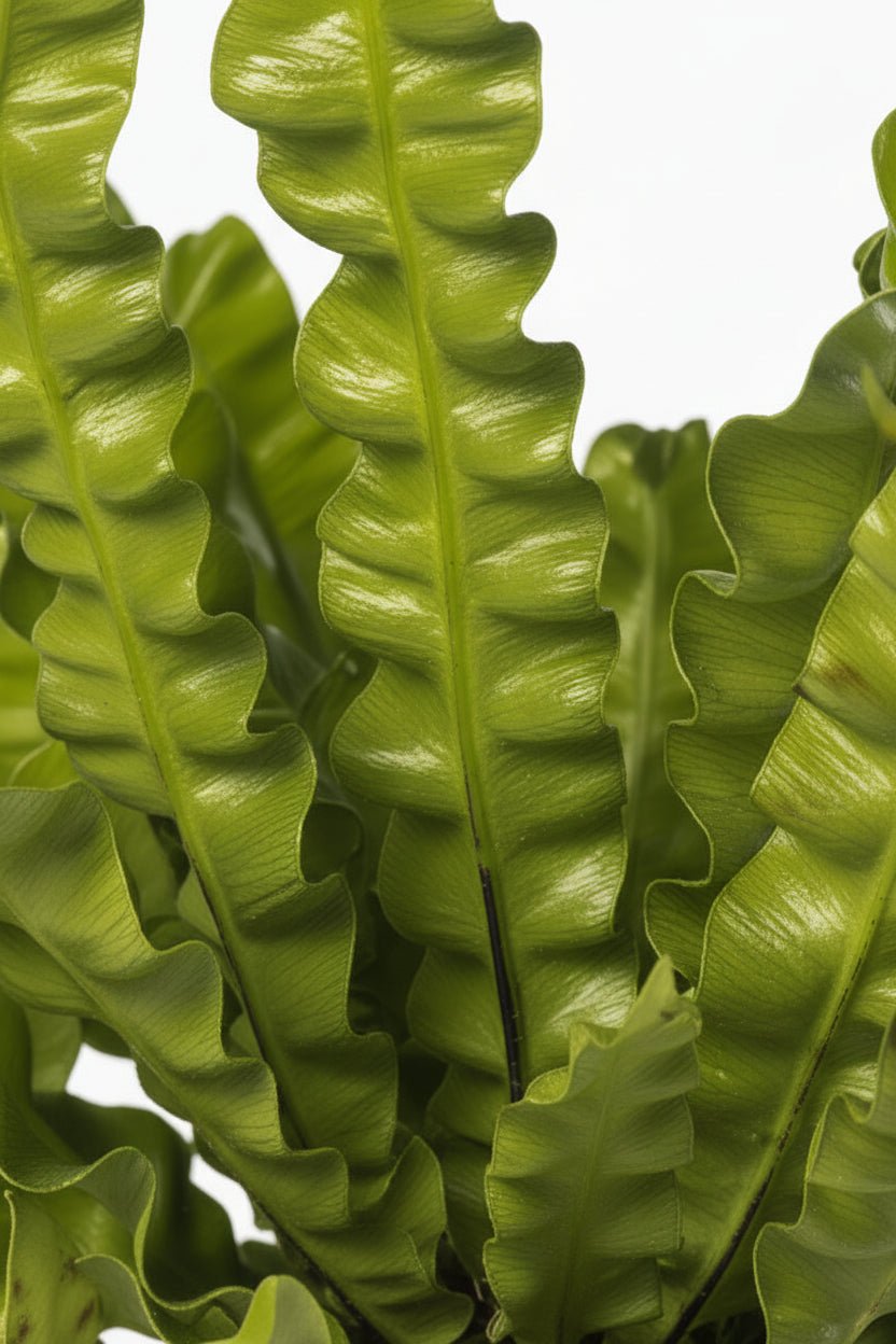 Asplenium Crispy Wave — Fougère nid d&
