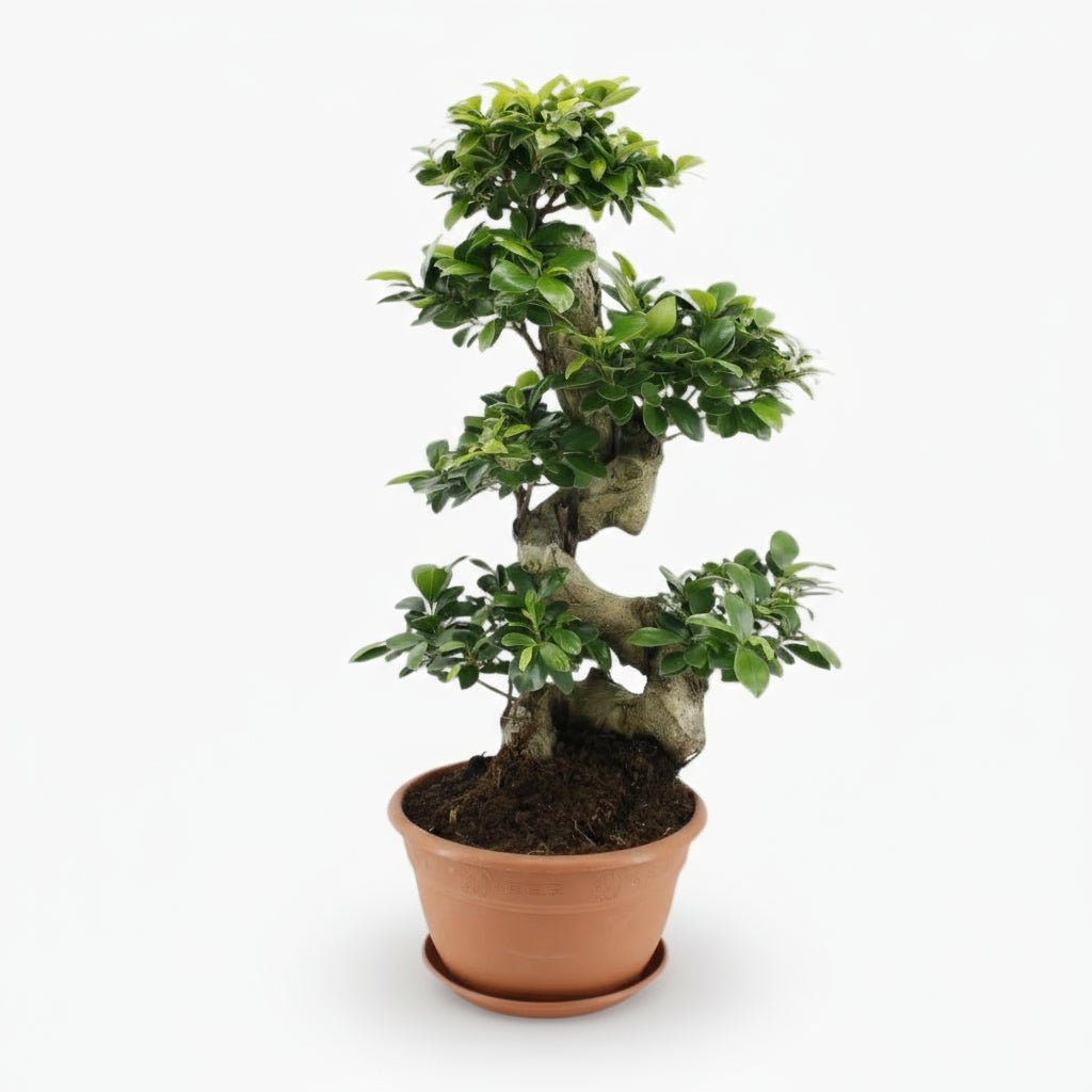 Bonsaï Ficus ginseng — Ø27 cm — H70 cm - Verdeia
