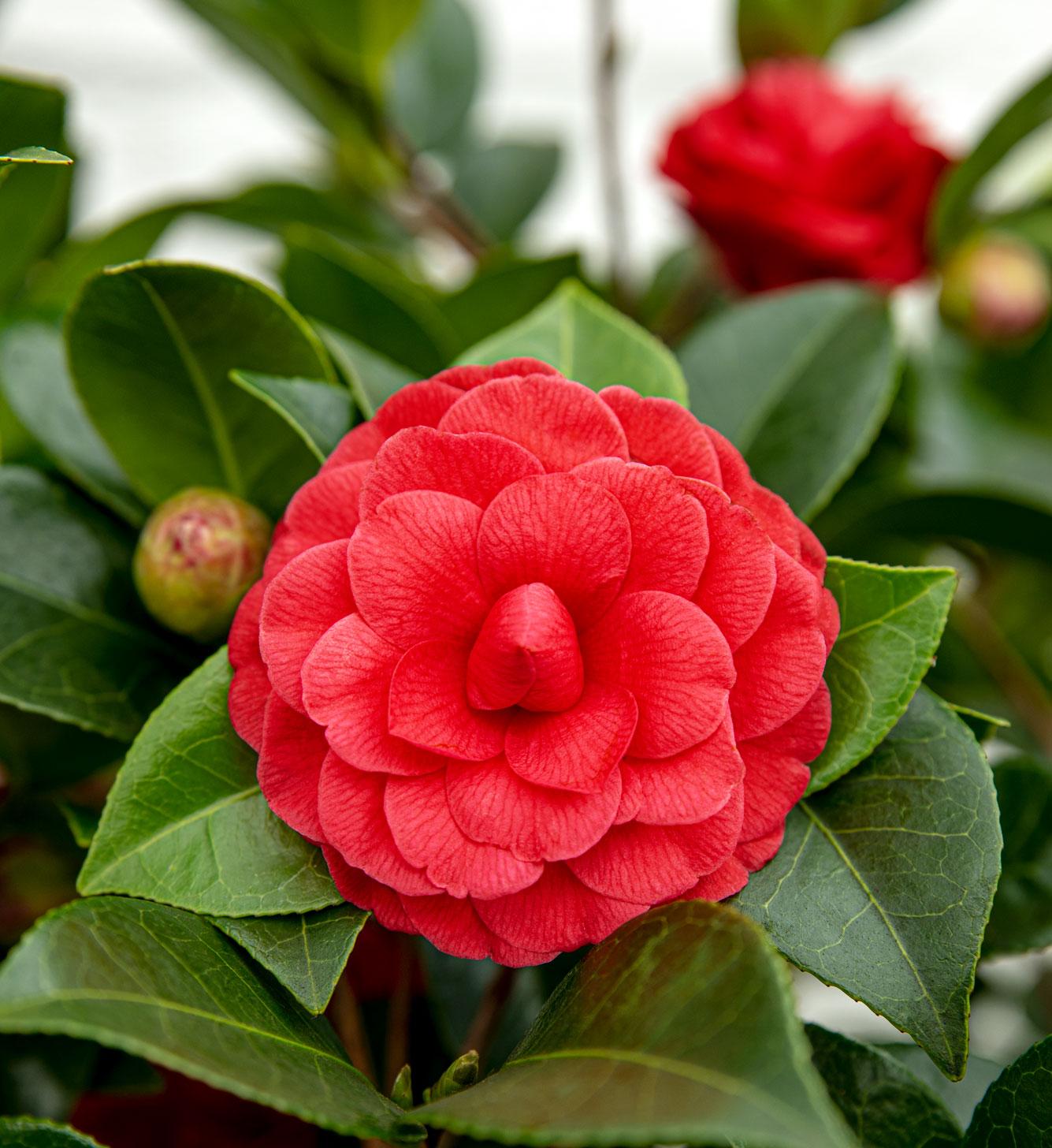 Camellia japonica ‘Black Lace’ – Ø19cm ↨65cm - Verdeia