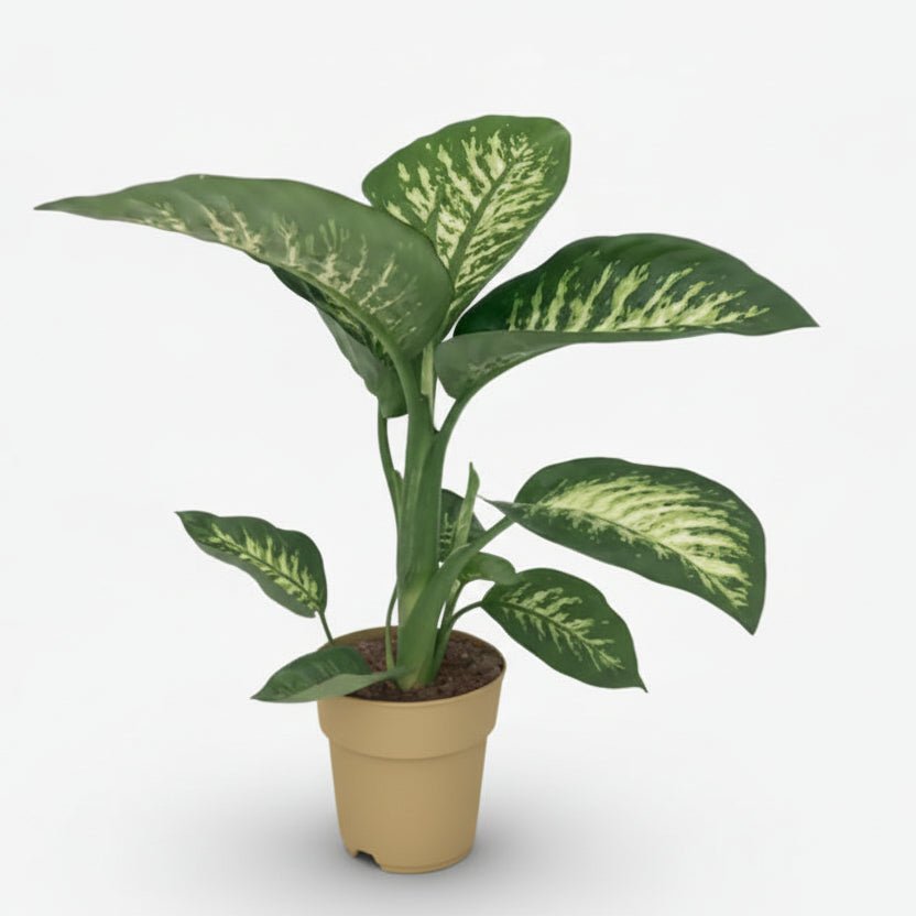 Dieffenbachia Seguine Tropic Snow — Ø19 cm — H70 cm - Verdeia