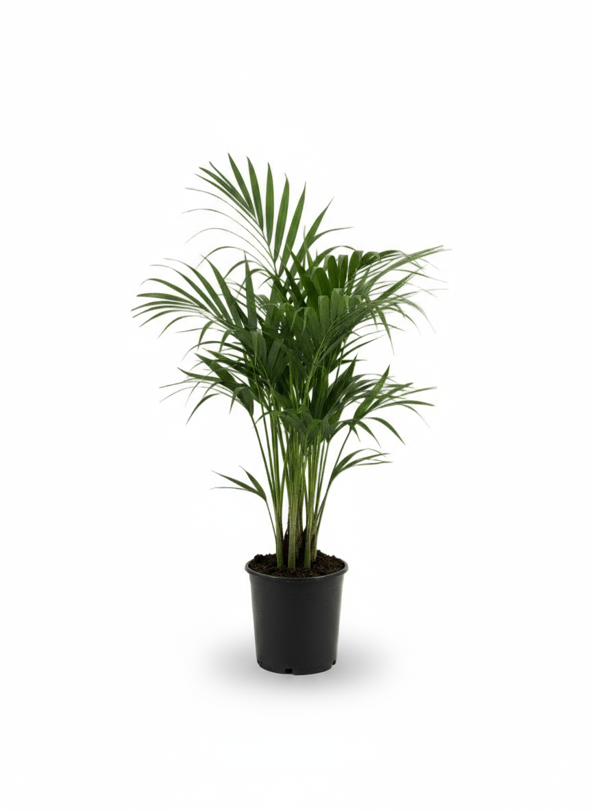 Howea forsteriana – Palmier Kentia d’intérieur tropical - Verdeia