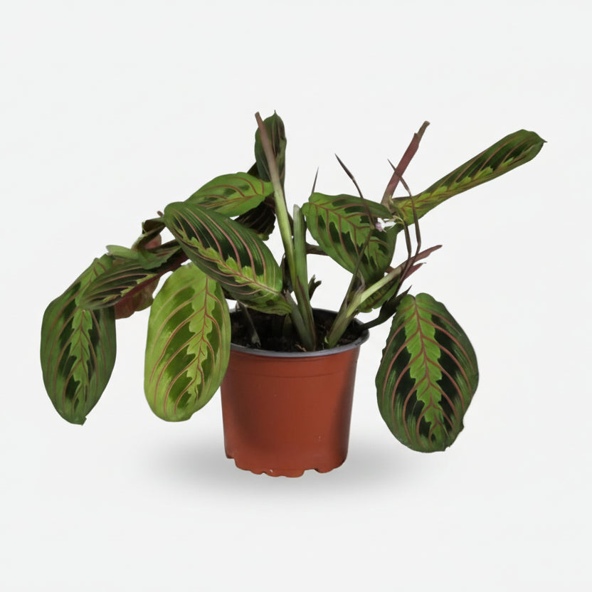 Maranta Leuconeura &