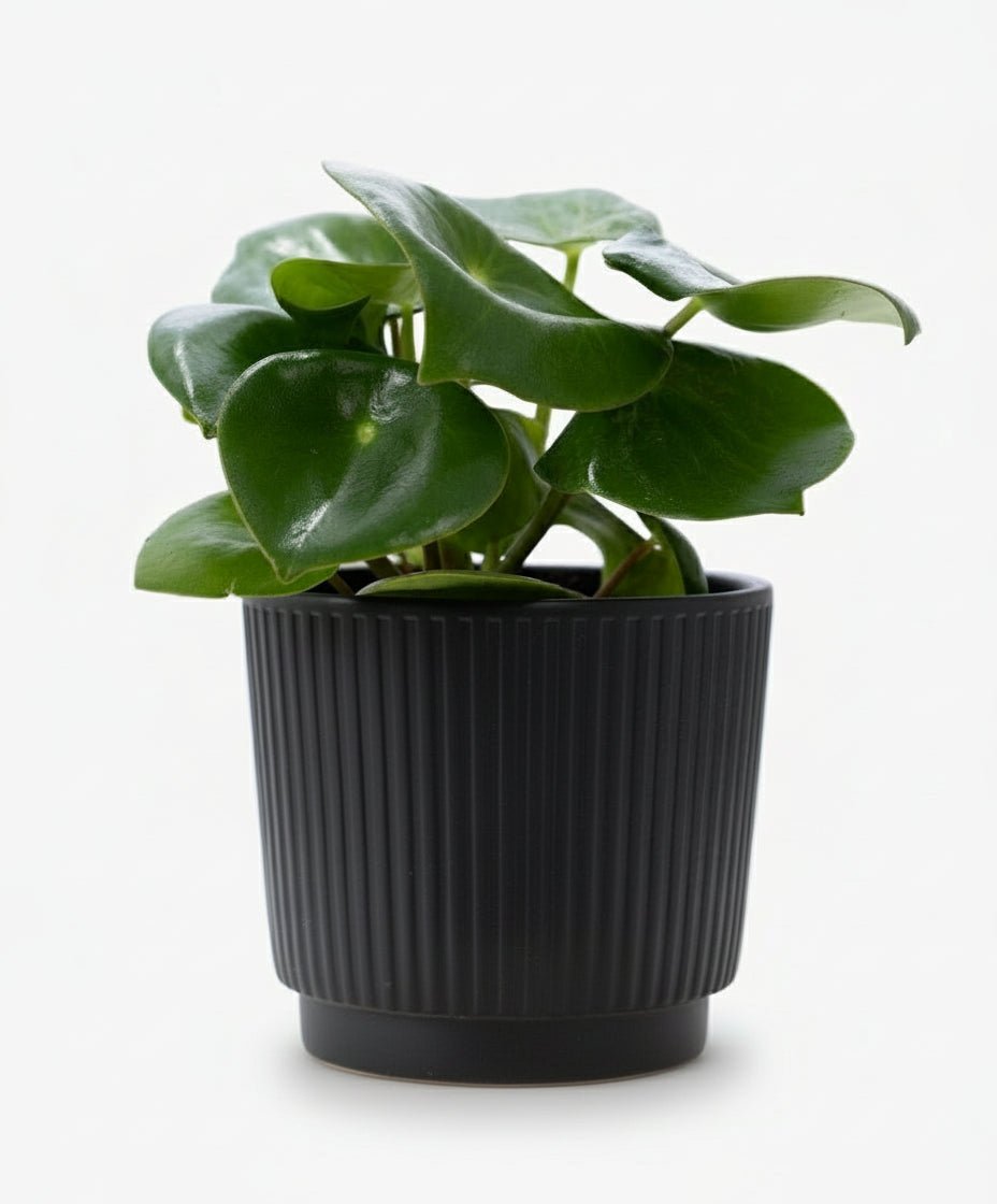 Peperomia Raindrop – Pot céramique noir mat (Ø12 x H25 cm) - Verdeia