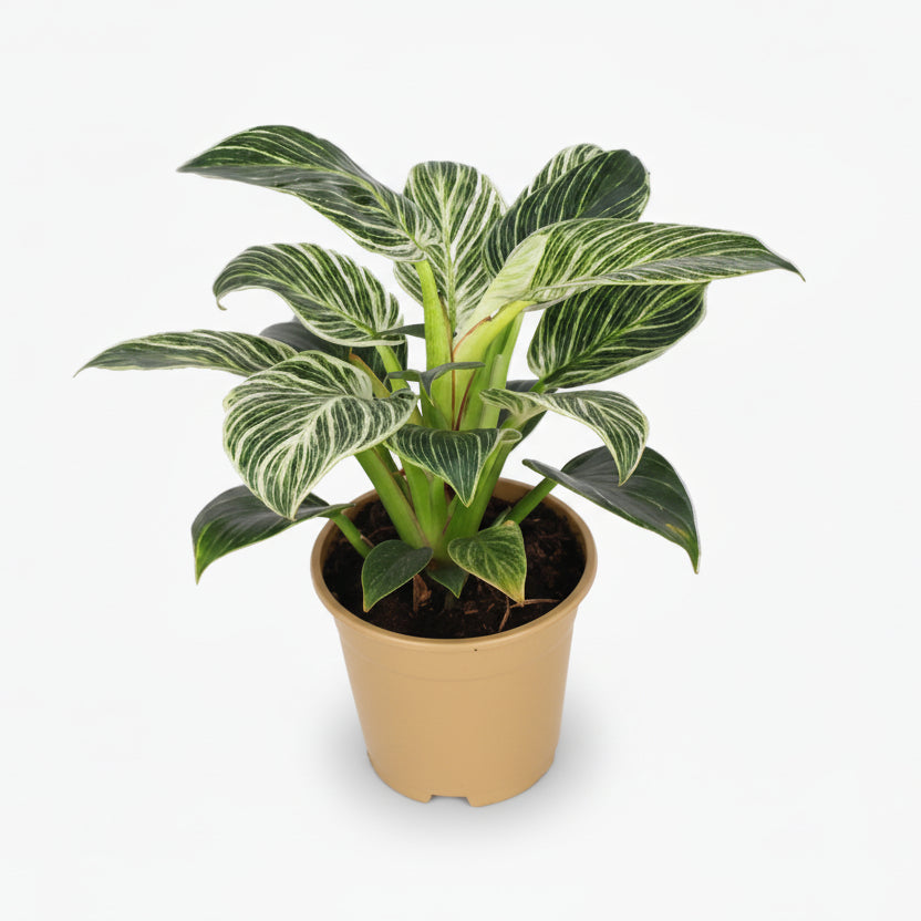 Philodendron Birkin — Ø14 cm — H25 cm - Verdeia