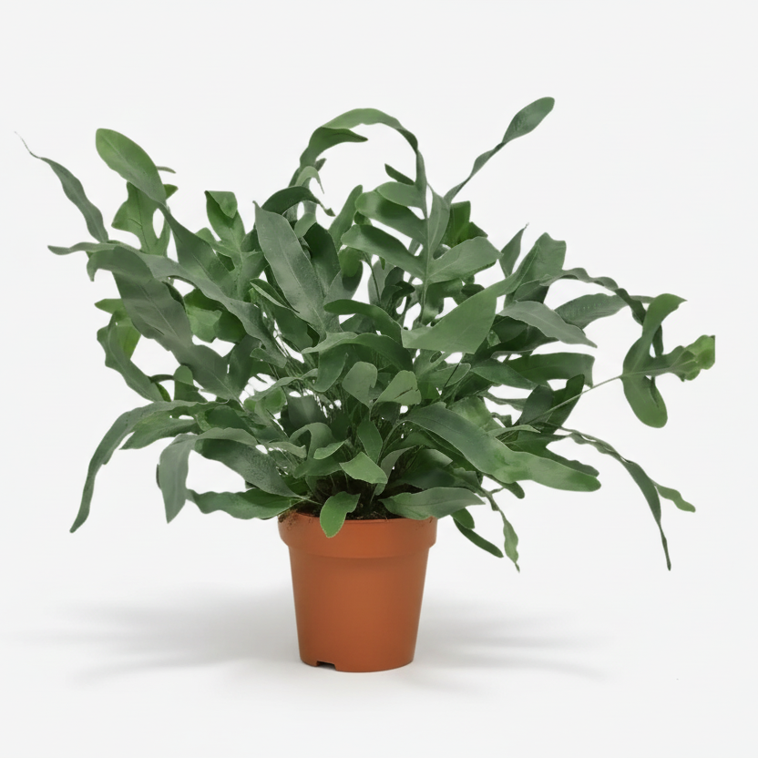 Phlebodium aureum ‘Blue Star’ – Fougère bleue tropicale - Verdeia