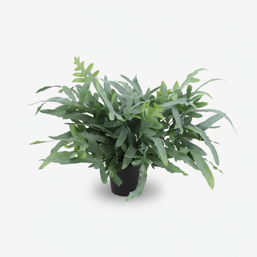 Phlebodium aureum ‘Blue Star’ – Fougère bleue tropicale - Verdeia