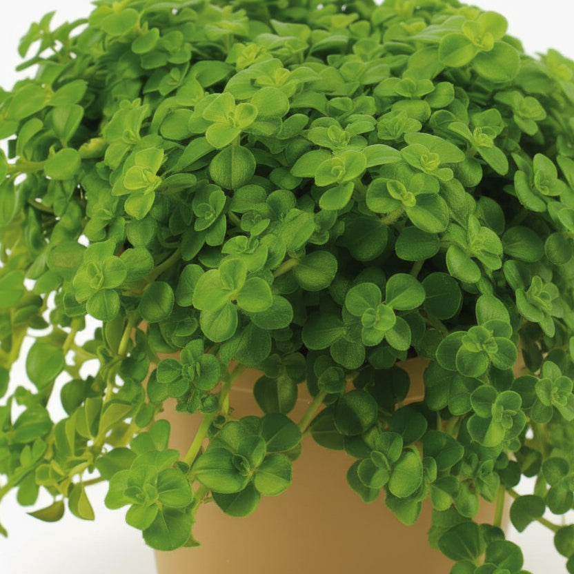 Pilea depressa — Aluminium Plant — Ø10,5 cm - Verdeia