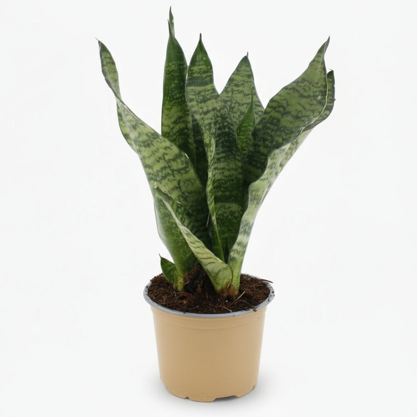 Sansevieria ‘Black Coral’ — Langue de belle - mère - Verdeia