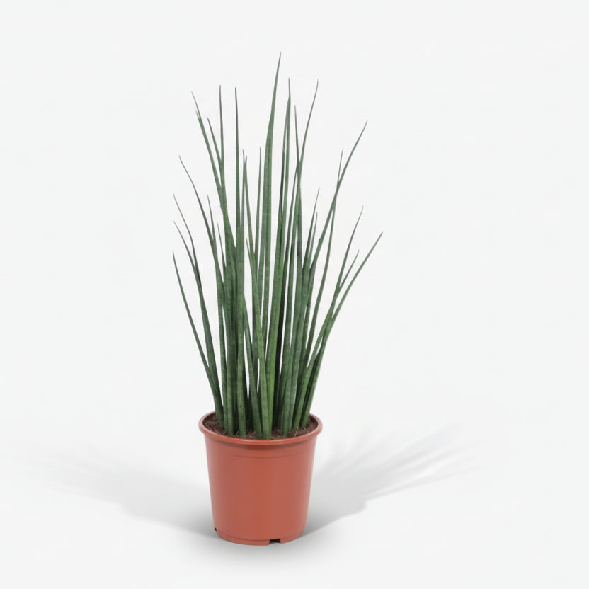 Sansevieria Mikado — Langue de belle - mère - Verdeia