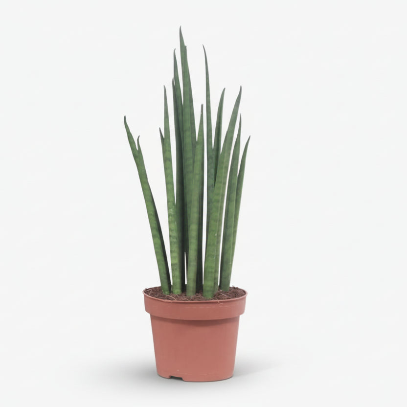 Sansevieria Mikado — Langue de belle - mère - Verdeia