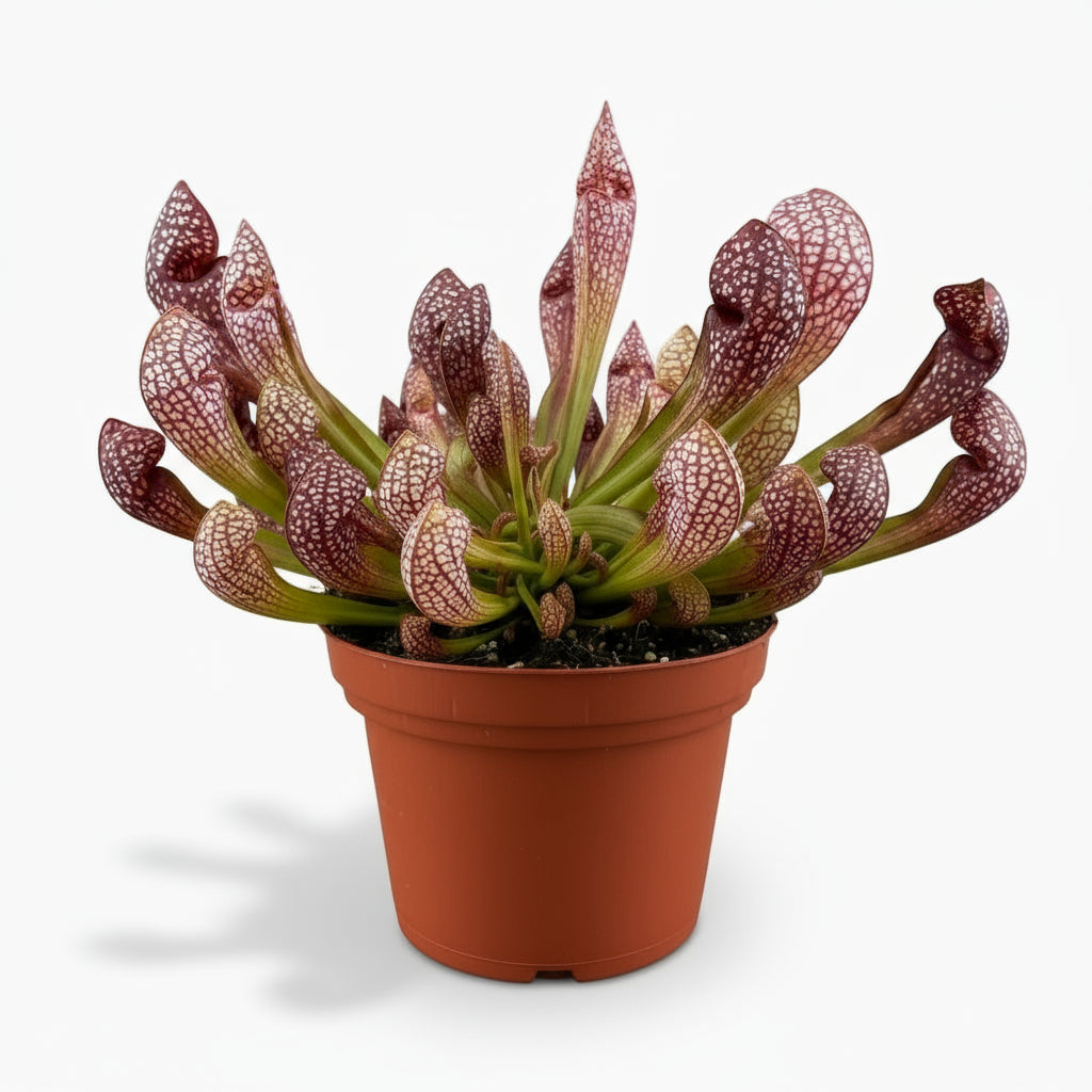 Sarracenia ‘Scarlet Belle’ – Plante carnivore – Ø12cm – ↕20cm - Verdeia