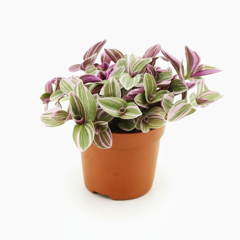Tradescantia ‘Sweetness’ — Ø10,5 cm — H10 cm - Verdeia