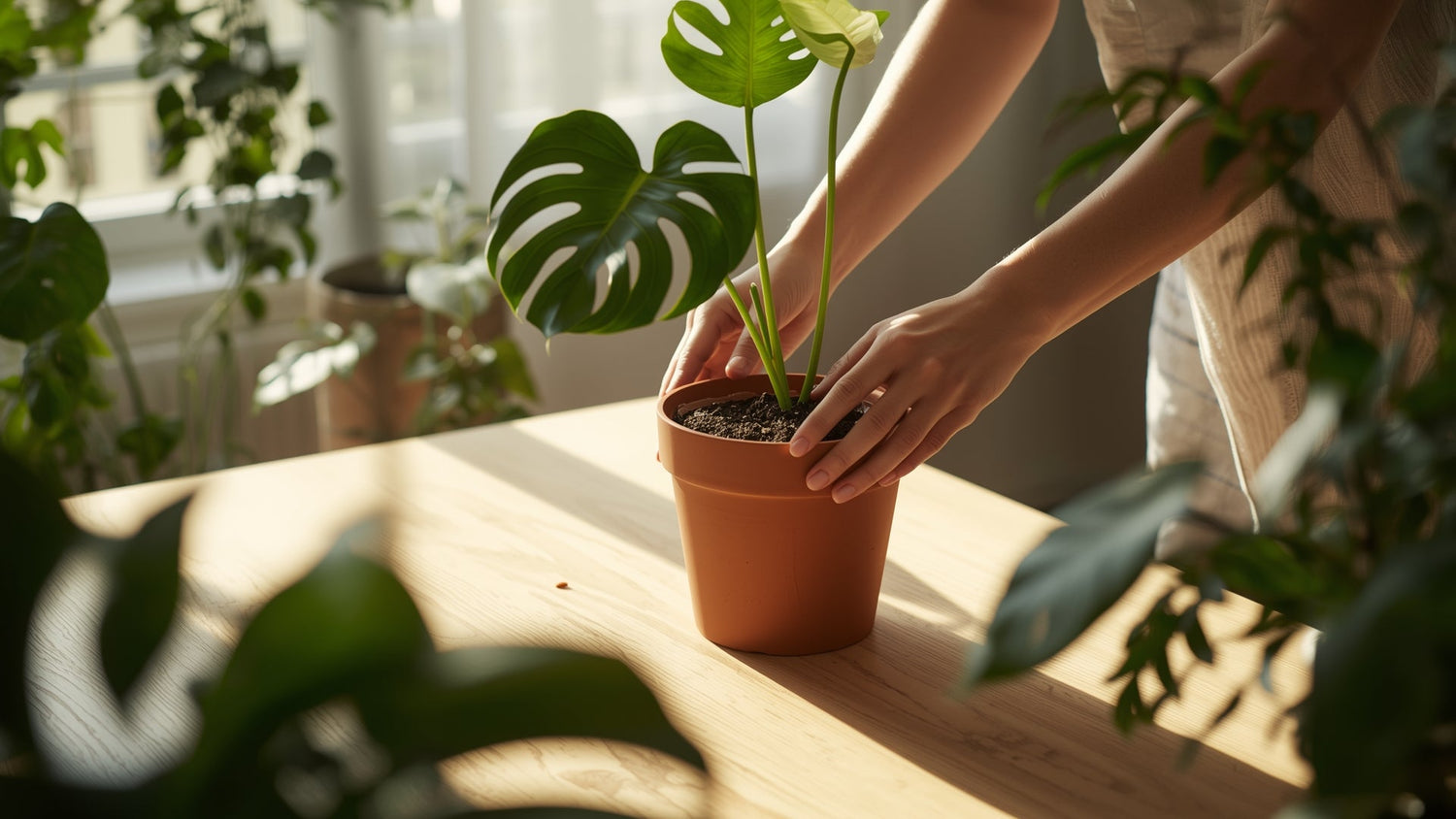Comment bien accueillir une nouvelle plante - Verdeia