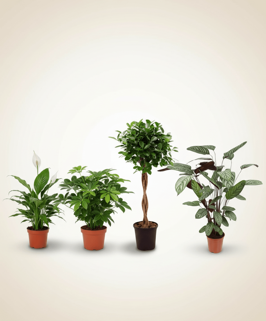 Meilleures Ventes - Verdeia