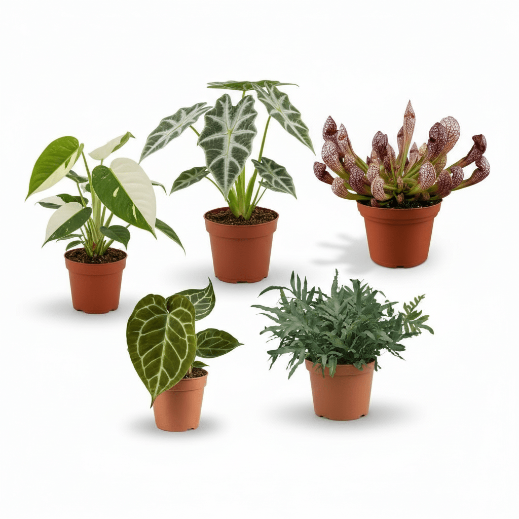 Plantas de colección