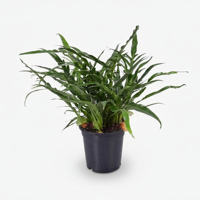 Aglaomorpha Coronans — Fougère épiphyte - Verdeia