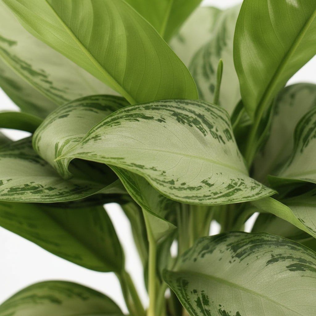 Aglaonema Silver Bay – Chinese Evergreen – Plante tropicale d’intérieur - Verdeia