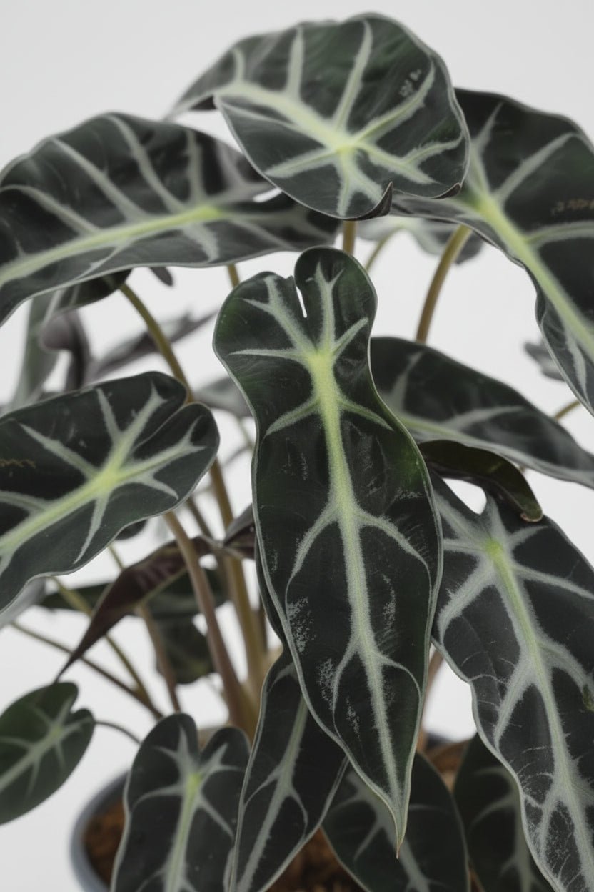 Alocasia Bambino Arrow — Oreille d&