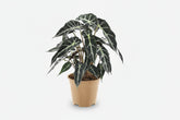 Alocasia Bambino Arrow — Oreille d&