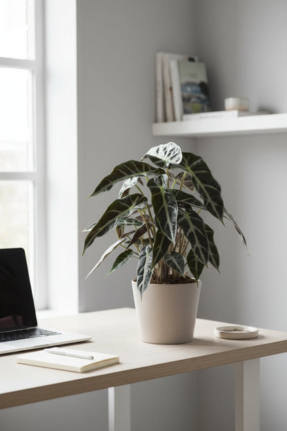 Alocasia Bambino Arrow — Oreille d&