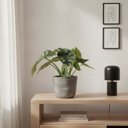 Alocasia ‘Dragon Scale’ — Ø14 cm — H25 cm - Verdeia