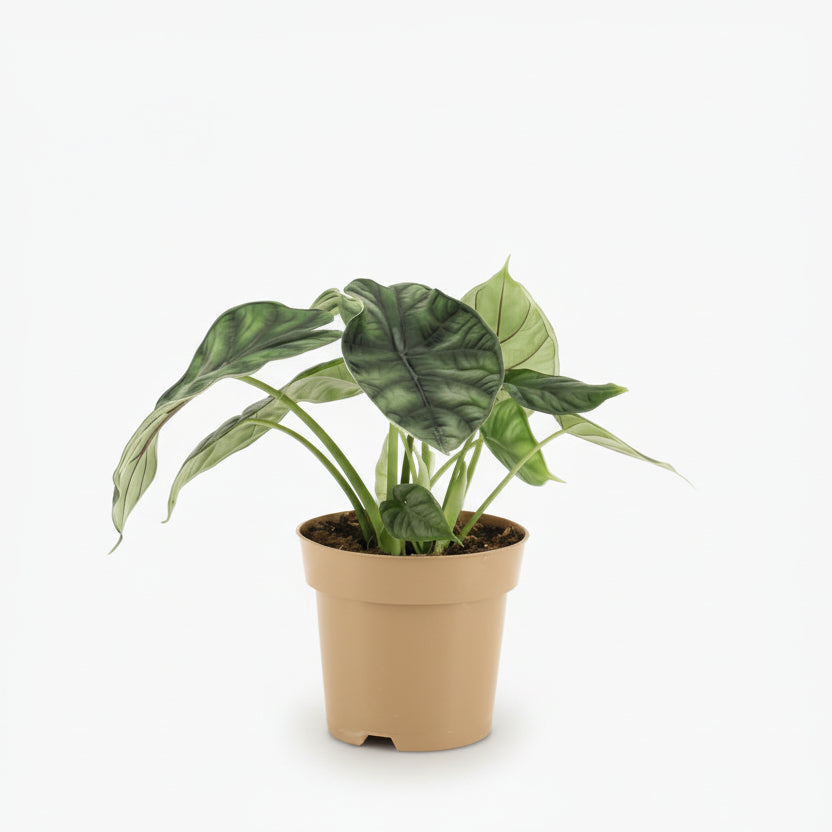 Alocasia ‘Dragon Scale’ — Ø14 cm — H25 cm - Verdeia