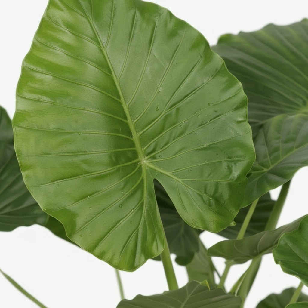 Alocasia Gageana California – Ø21 cm – H80 cm - Verdeia