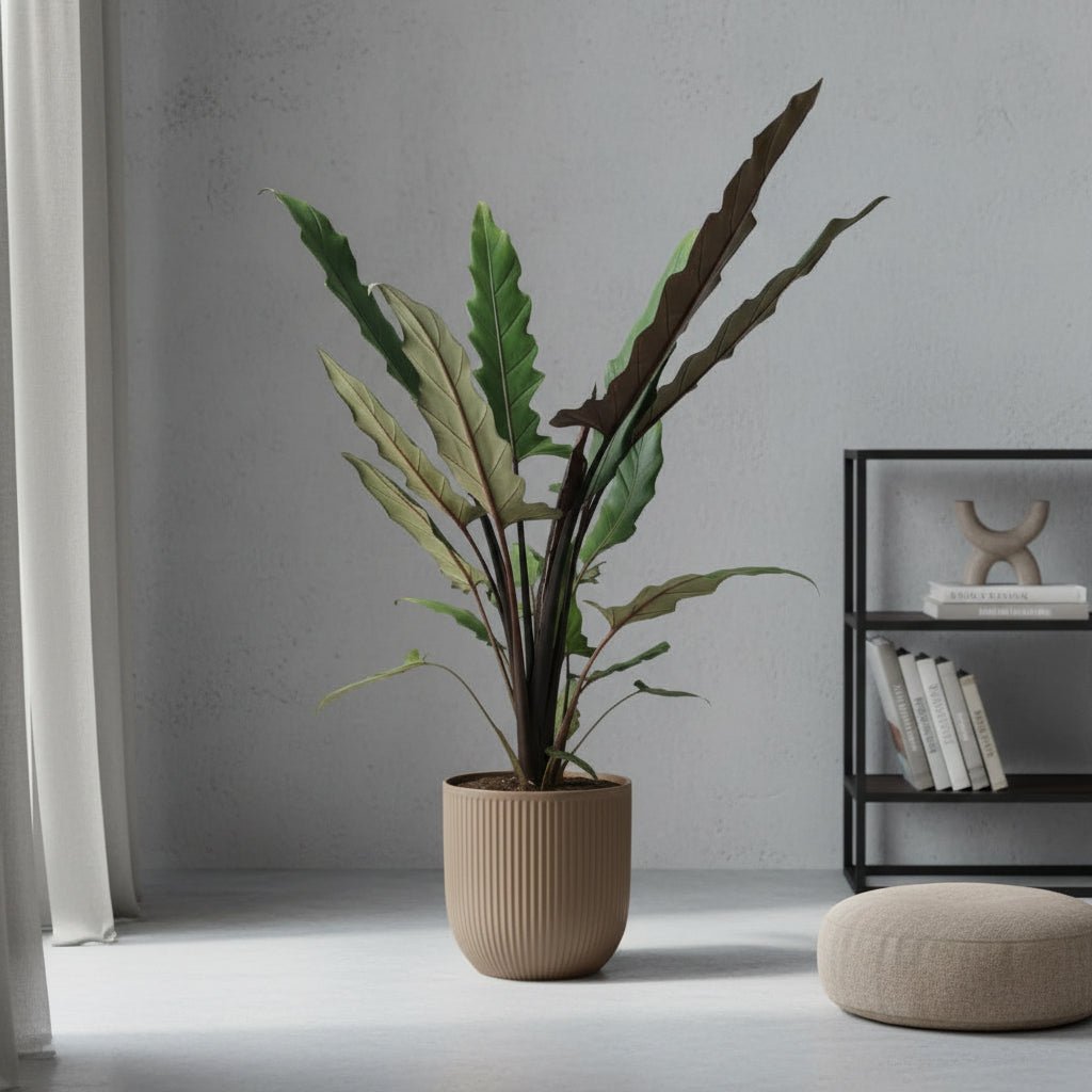 Alocasia Lauterbachiana – Ø19 cm – H80 cm - Verdeia