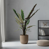 Alocasia Lauterbachiana – Ø19 cm – H80 cm - Verdeia