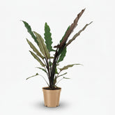 Alocasia Lauterbachiana – Ø19 cm – H80 cm - Verdeia