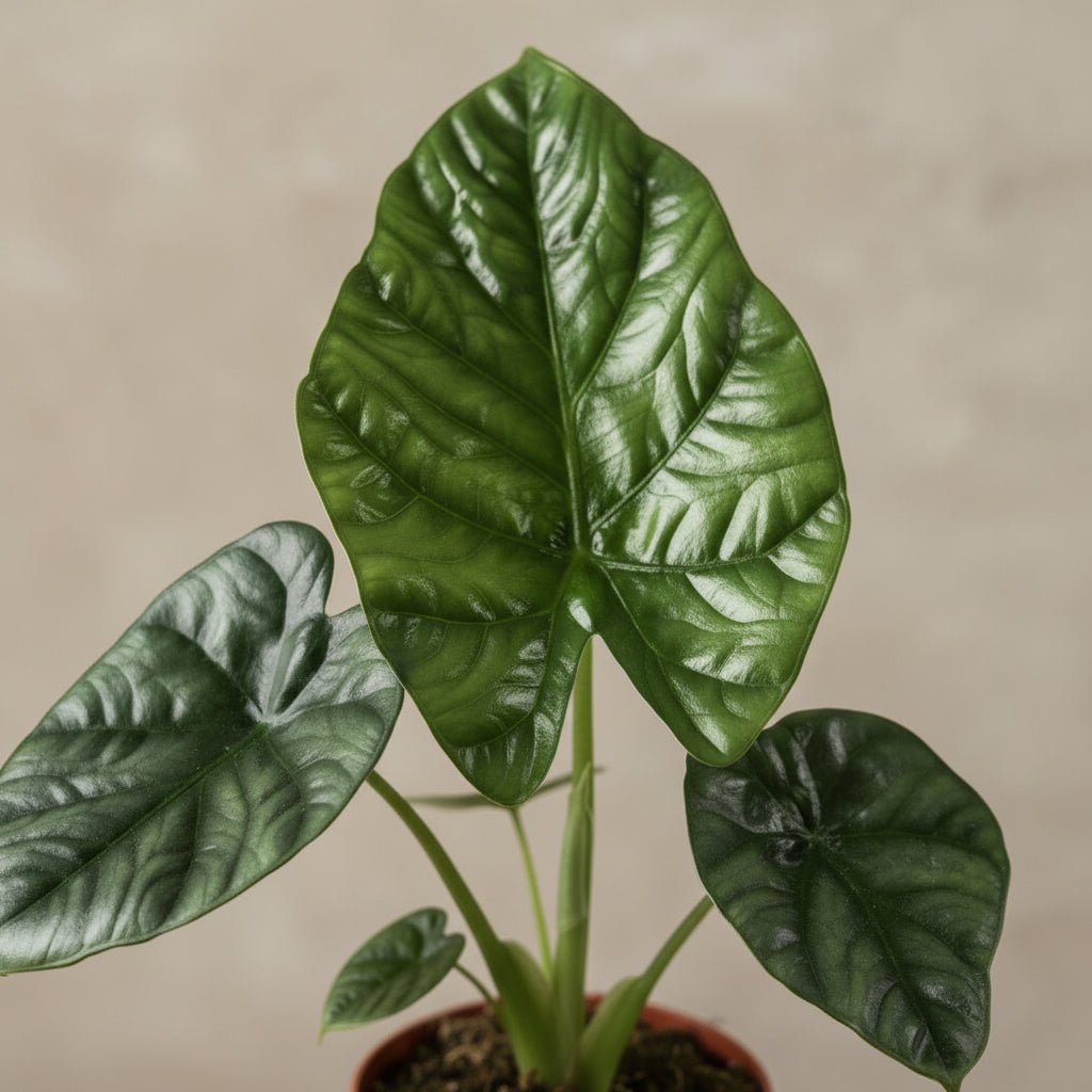 Alocasia Lukiwan - 12 x 20 cm - Verdeia