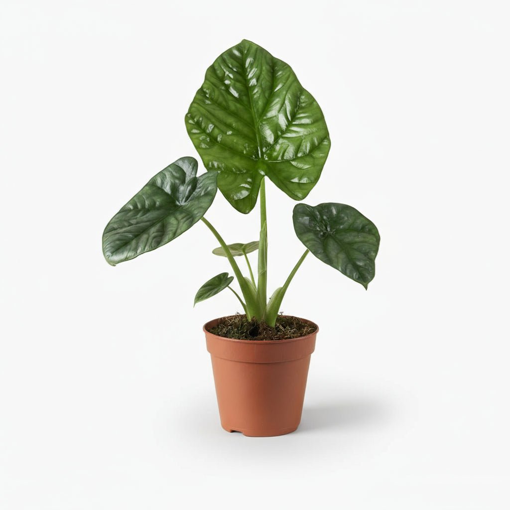 Alocasia Lukiwan - 12 x 20 cm - Verdeia