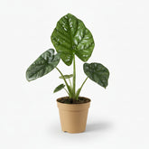 Alocasia Lukiwan - 12 x 20 cm - Verdeia