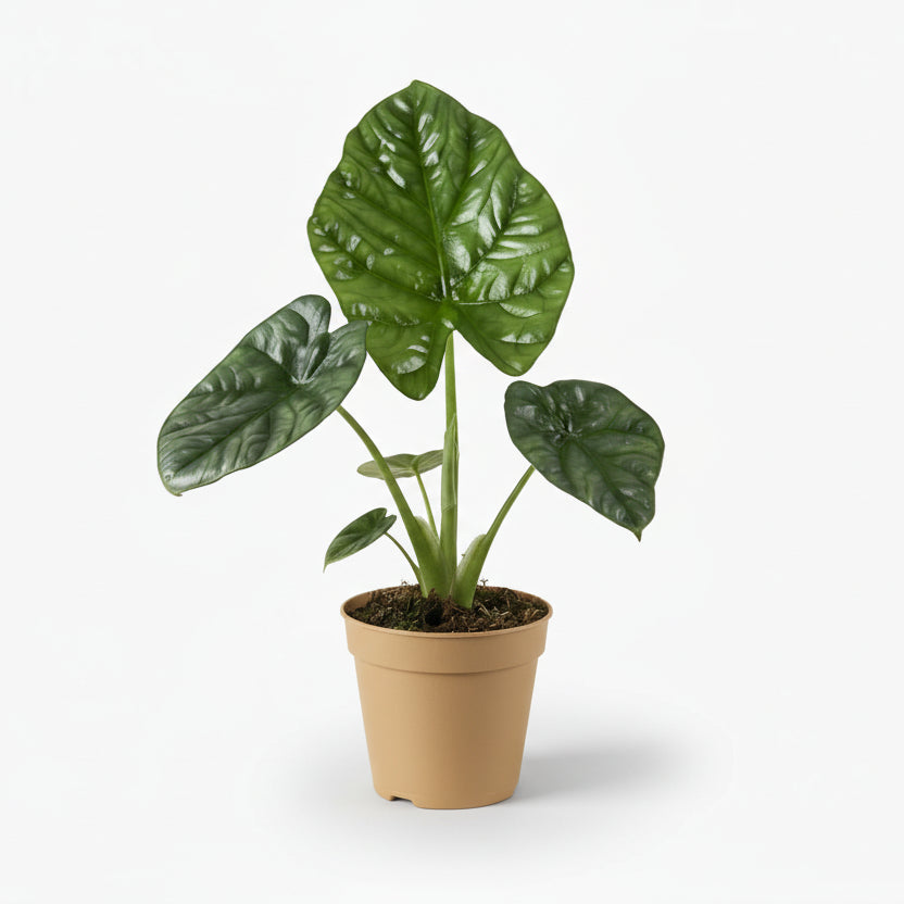 Alocasia Lukiwan - 12 x 20 cm - Verdeia