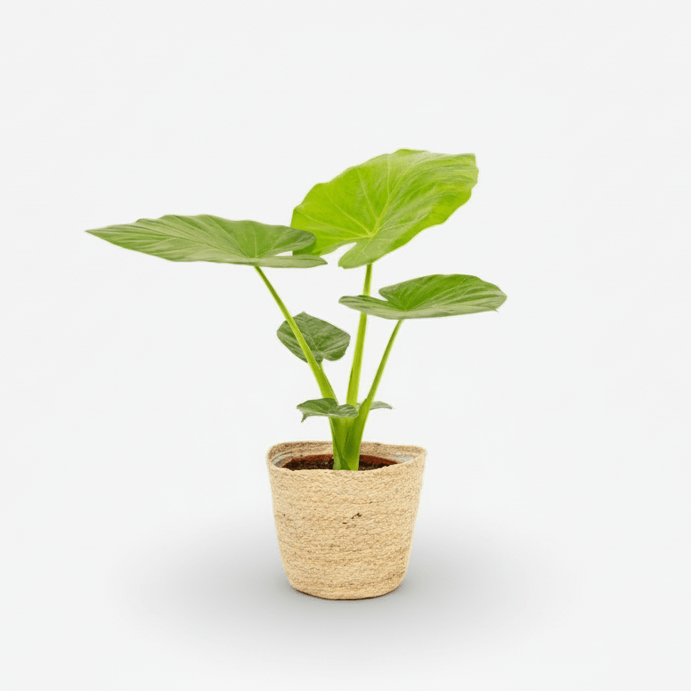 Alocasia Macrorrhiza avec panier Selin – Ø19 cm – H70 cm - Verdeia