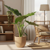 Alocasia Macrorrhiza – Ø19 cm – H70 cm - Verdeia