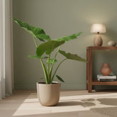 Alocasia Macrorrhiza – Ø19 cm – H70 cm - Verdeia