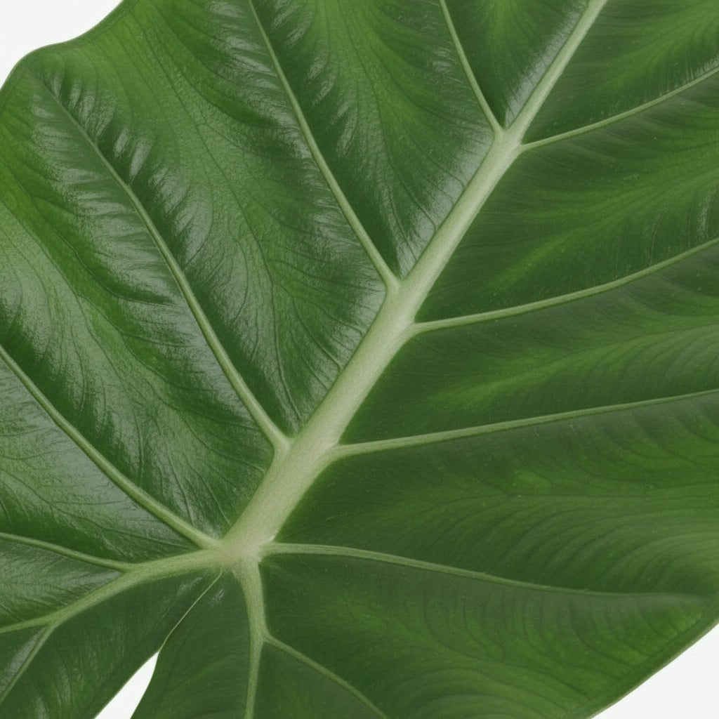 Alocasia Macrorrhiza – Ø19 cm – H70 cm - Verdeia