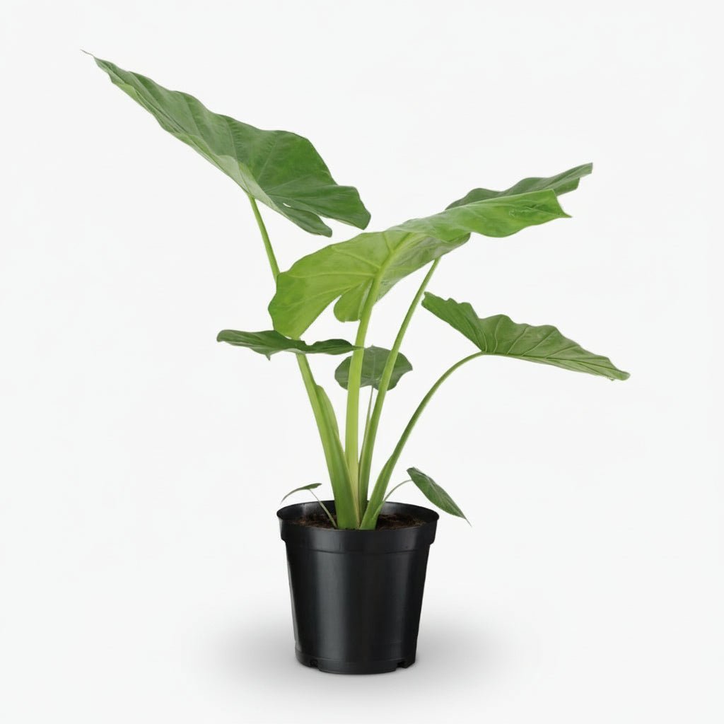 Alocasia Macrorrhiza – Ø19 cm – H70 cm - Verdeia