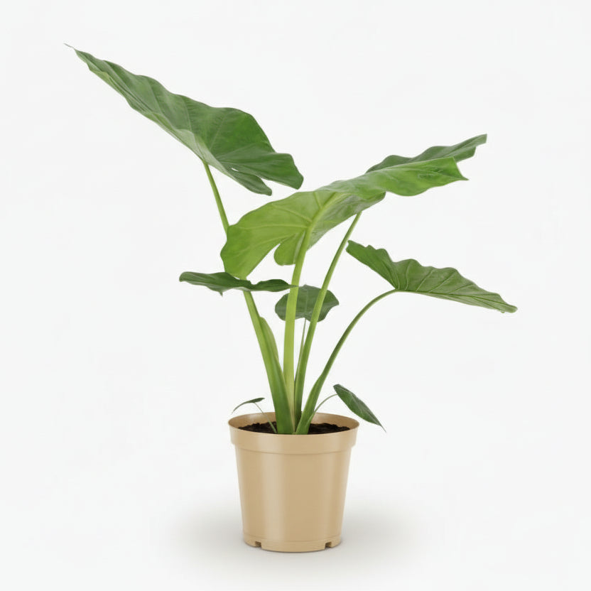 Alocasia Macrorrhiza – Ø19 cm – H70 cm - Verdeia