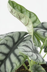 Alocasia Nebula Silver Compacta — Ø14 cm — H30 cm - Verdeia