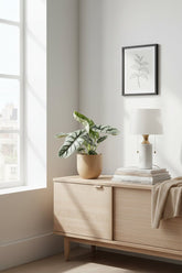 Alocasia Nebula Silver Compacta — Ø14 cm — H30 cm - Verdeia