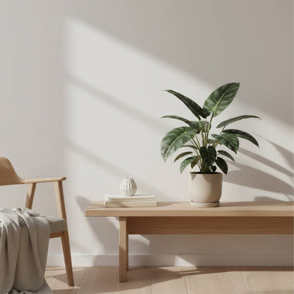 Alocasia Nebula Silver Compacta — Ø14 cm — H30 cm - Verdeia