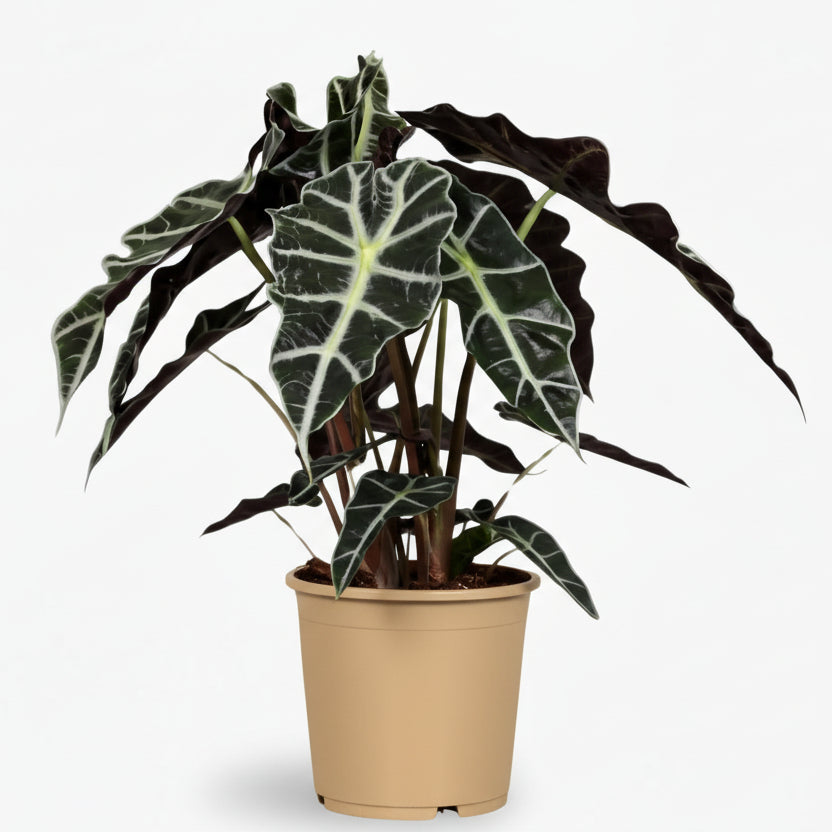 Alocasia Polly – Oreille d&