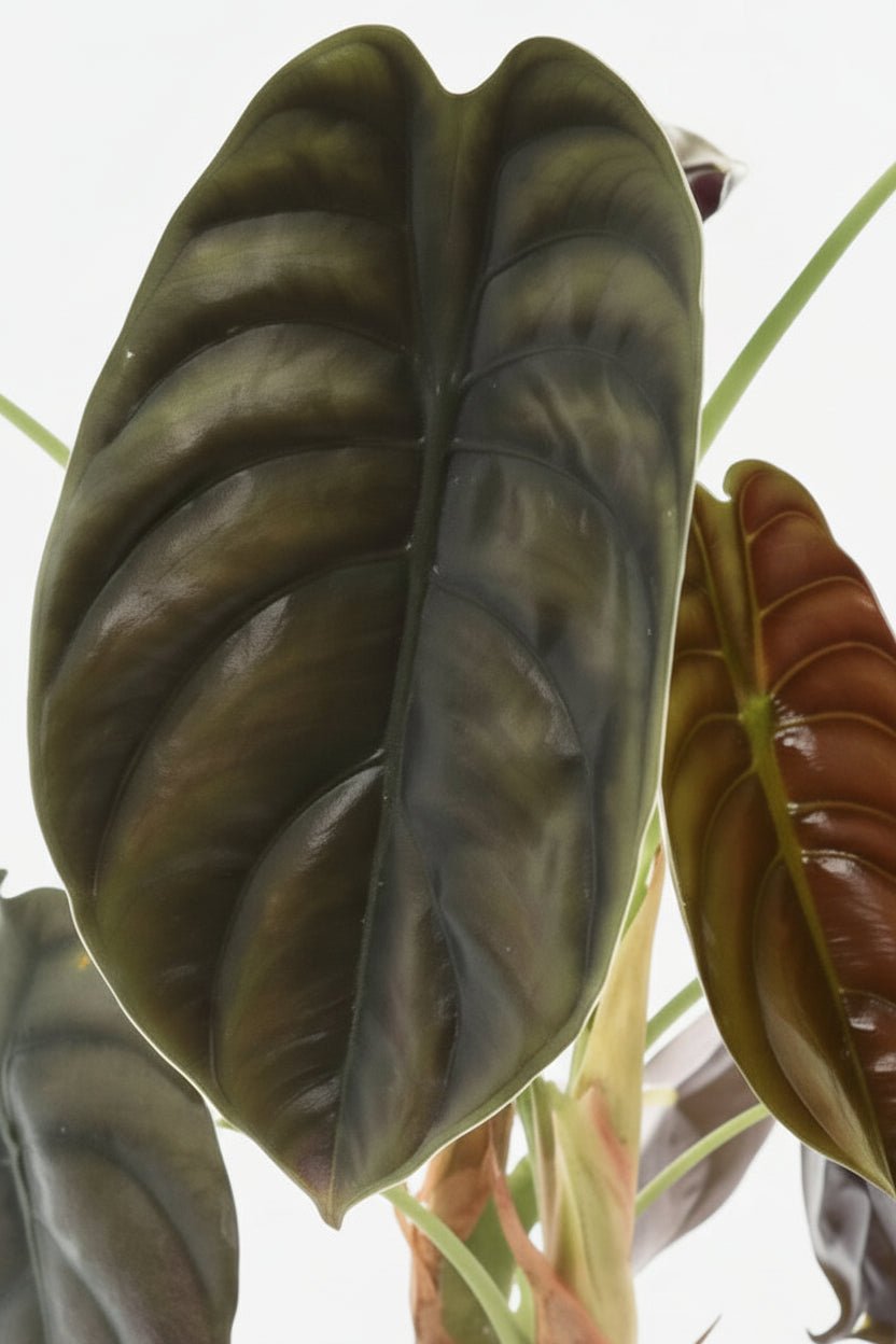 Alocasia Red Secret — Oreille d&