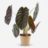 Alocasia Red Secret — Oreille d&
